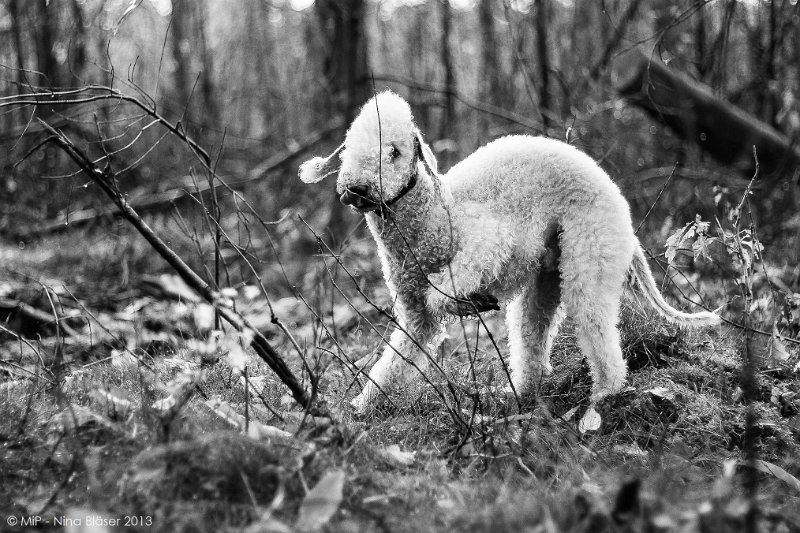 2013-11-26 SVet Line Lanna Ramsdorf-7556-2.jpg